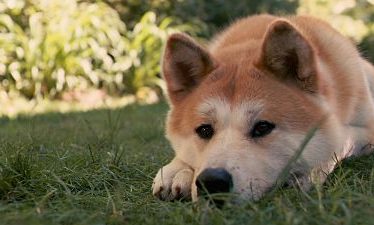 Hachiko: Siempre a tu lado (2009)